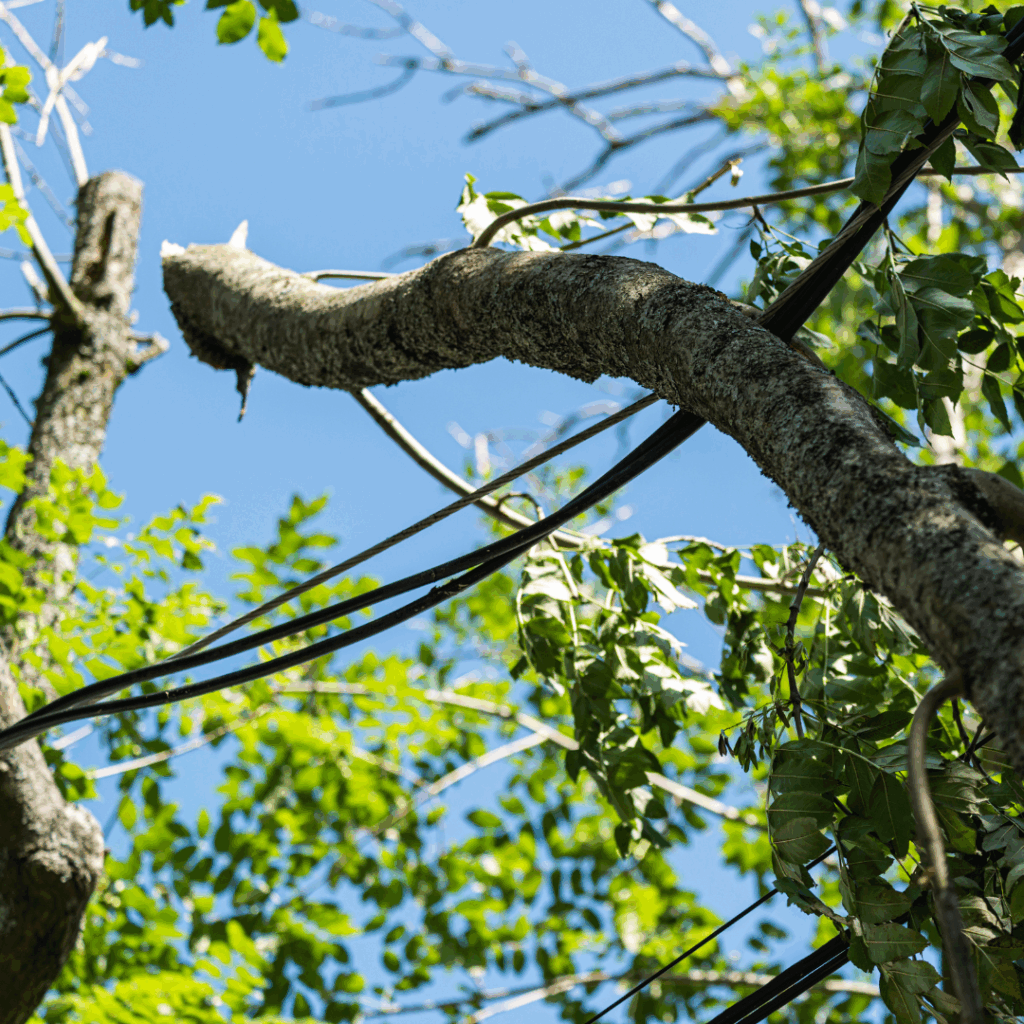 PIEG-TREE-TRIMMING